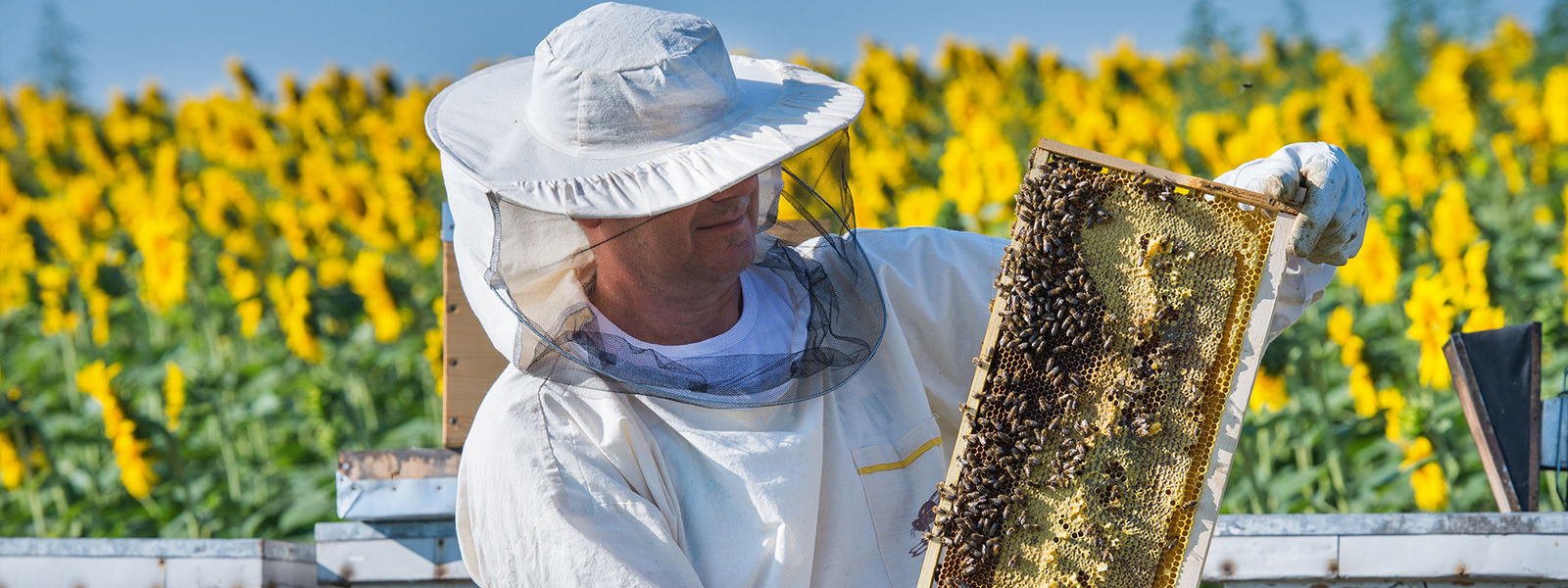 Chine le meilleur Outils d&#039;apiculture en ventes